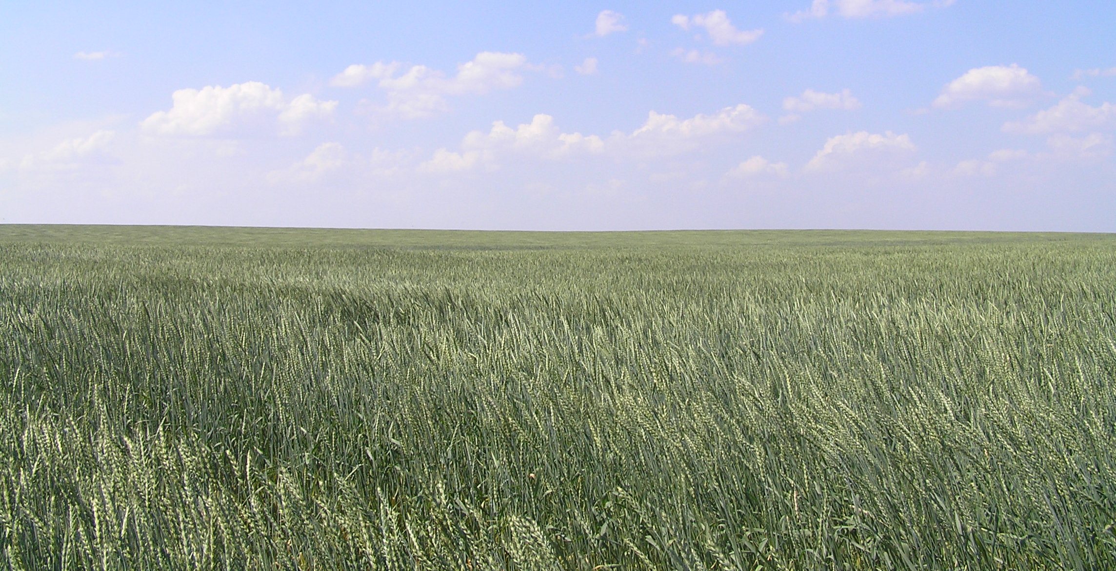 Посевы сорта Воевода