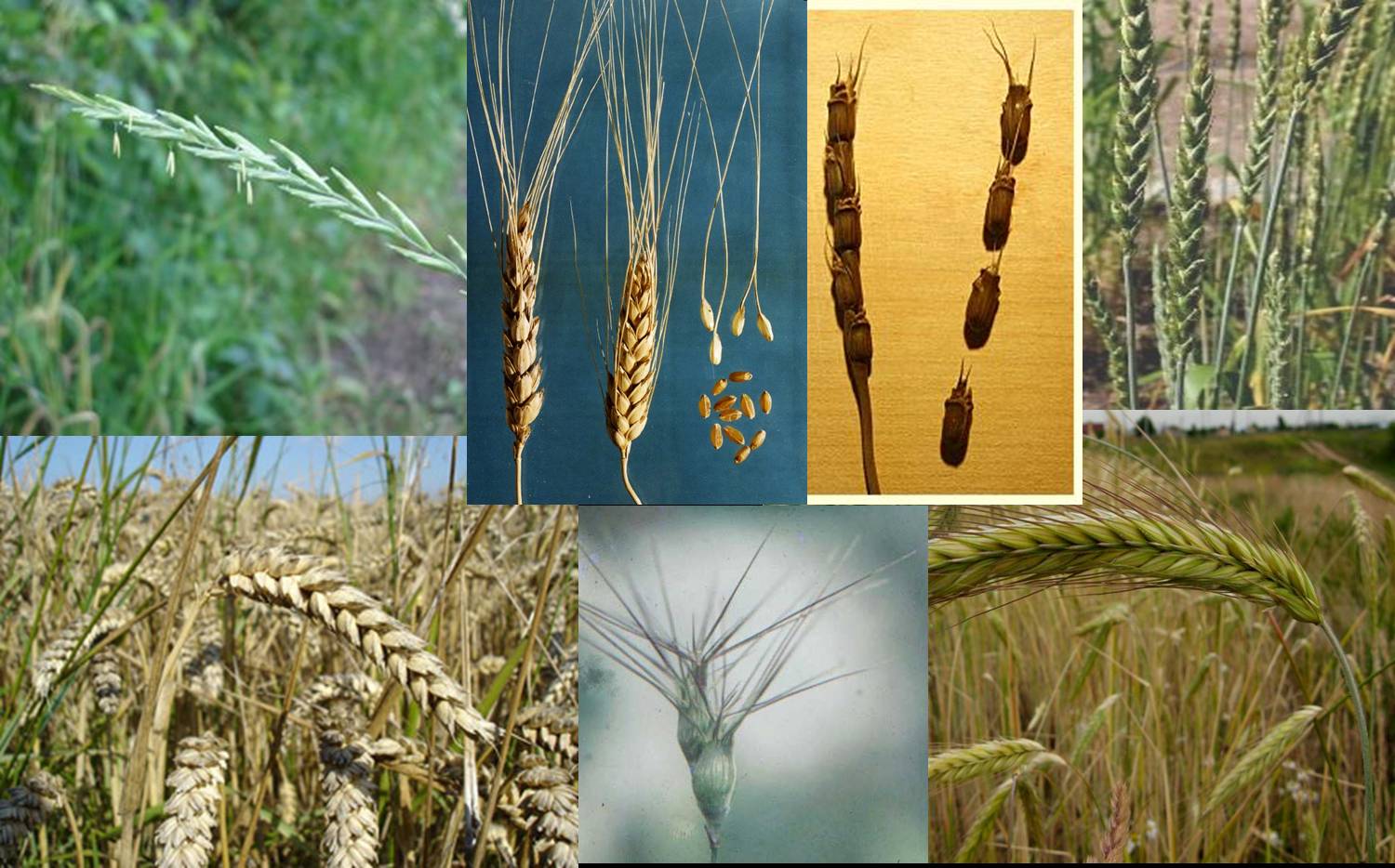 Расширяем хозяйственно-полезную генетическую изменчивость у Triticum aestivum  за счет интродукции генов от сородичей