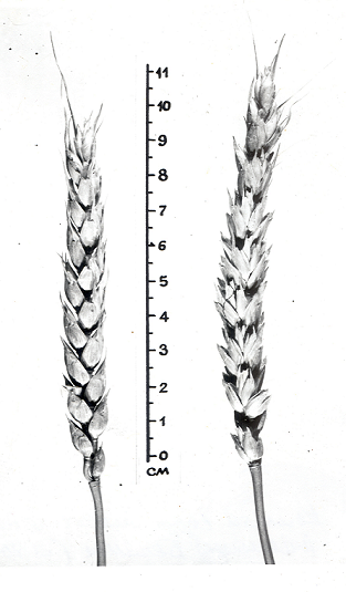 Колосья сорта БЕЛЯНКА