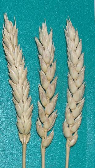 Колосья сорта Добрыня