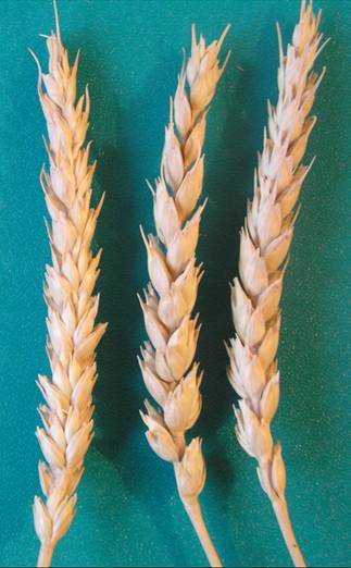 Колосья сорта Фаворит