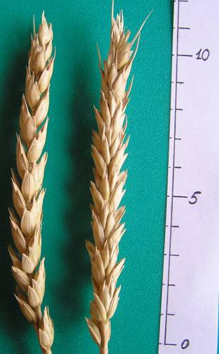 Колосья сорта Лебедушка