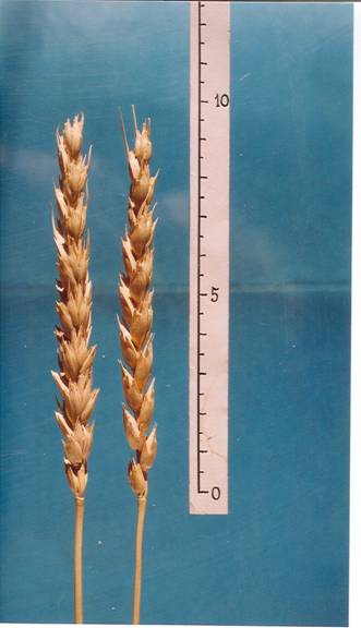  Колосья сорта Воевода
