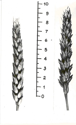 Колосья сорта Л 503