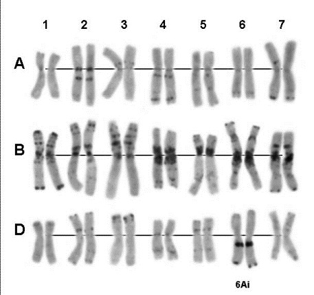 Кариотип сорта Белянка (Анализ сделан Бадаевой Е.Д. (ИОГен РАН))
