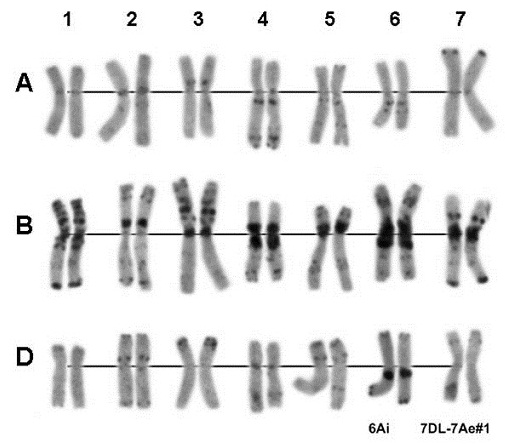 Кариотип сорта Лебедушка (Анализ сделан Бадаевой Е.Д. (ИОГен РАН))