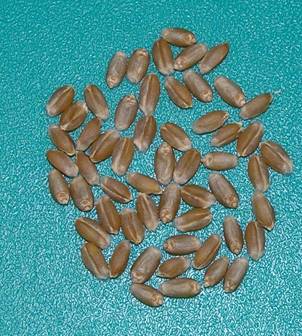 Зерно  сорта Добрыня