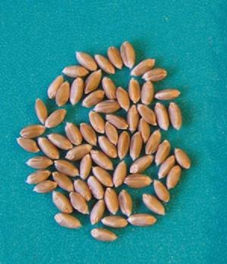 Зерно сорта Фаворит