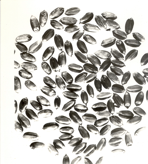 Зерно  сорта Л 503