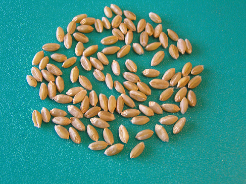 Зерно сорта Лебедушка