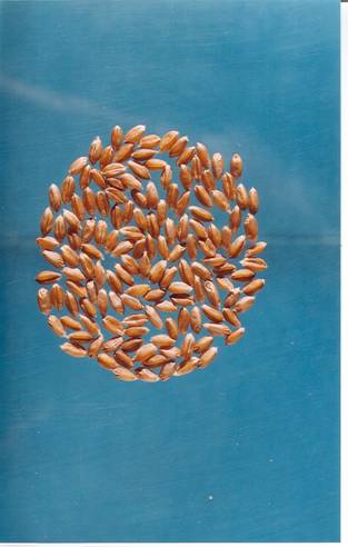 Зерно сорта Воевода