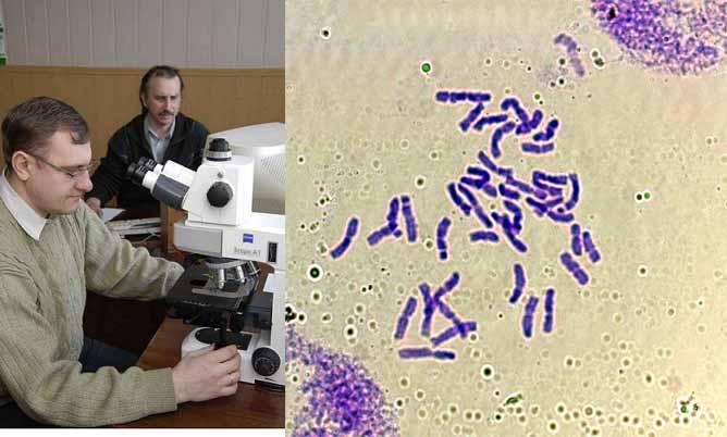 Проводим цитогенетический анализ интрогрессивных линий с чужеродными транслокациями и замещениями хромосом