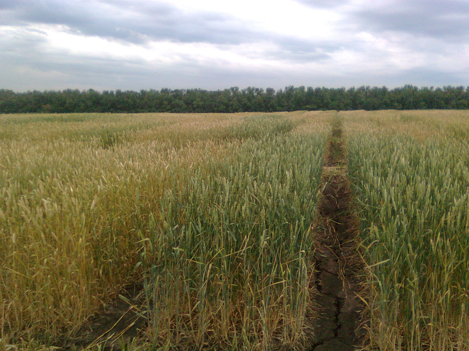 Проводим пребридинговые исследования интрогрессивных линий