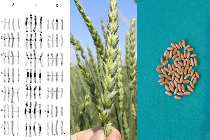 Проводим пребридинговые исследования интрогрессивных линий