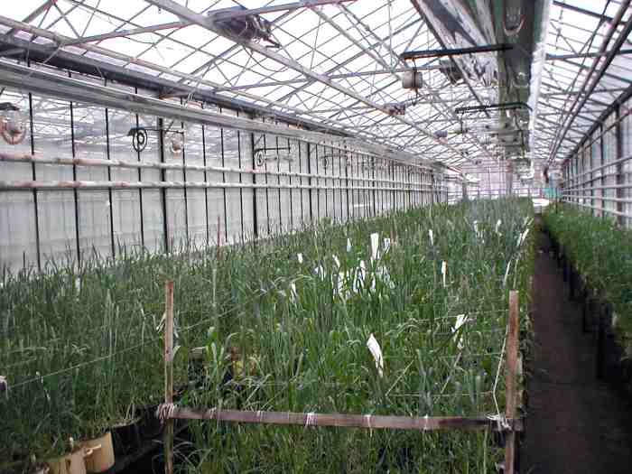 Создаем замещенные и почти изогенные линии   пшеницы с целью решения генетических и цитогенетических задач